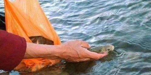 娱乐吃瓜酱英国水葬,娱乐吃瓜酱带你揭秘绿色葬礼风尚