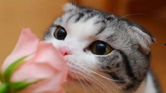 娱乐吃瓜酱猫尾巴,揭秘娱乐圈那些不为人知的幕后故事