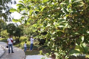 娱乐吃瓜酱桂花树,桂花树下那些不为人知的娱乐圈秘闻