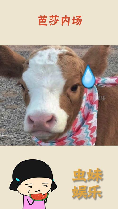 吃瓜娱乐酱吐槽,揭秘娱乐圈背后的真相与笑料