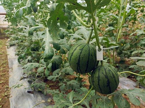 五一吃瓜网今日最新